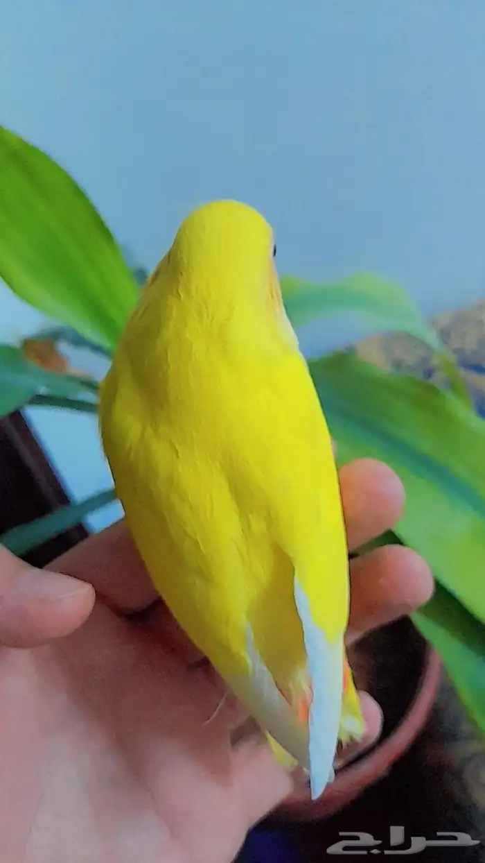 روز فروخ روز هدد نشبه 2