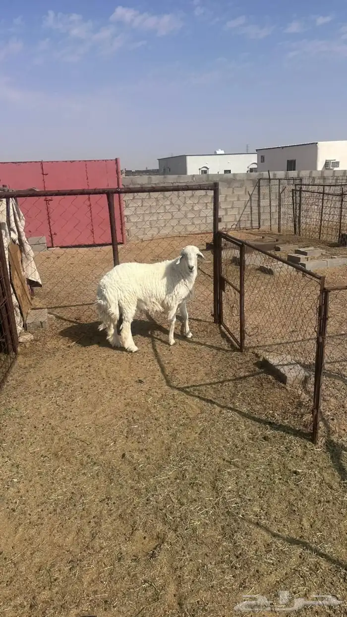 جذع حري للبيع 0