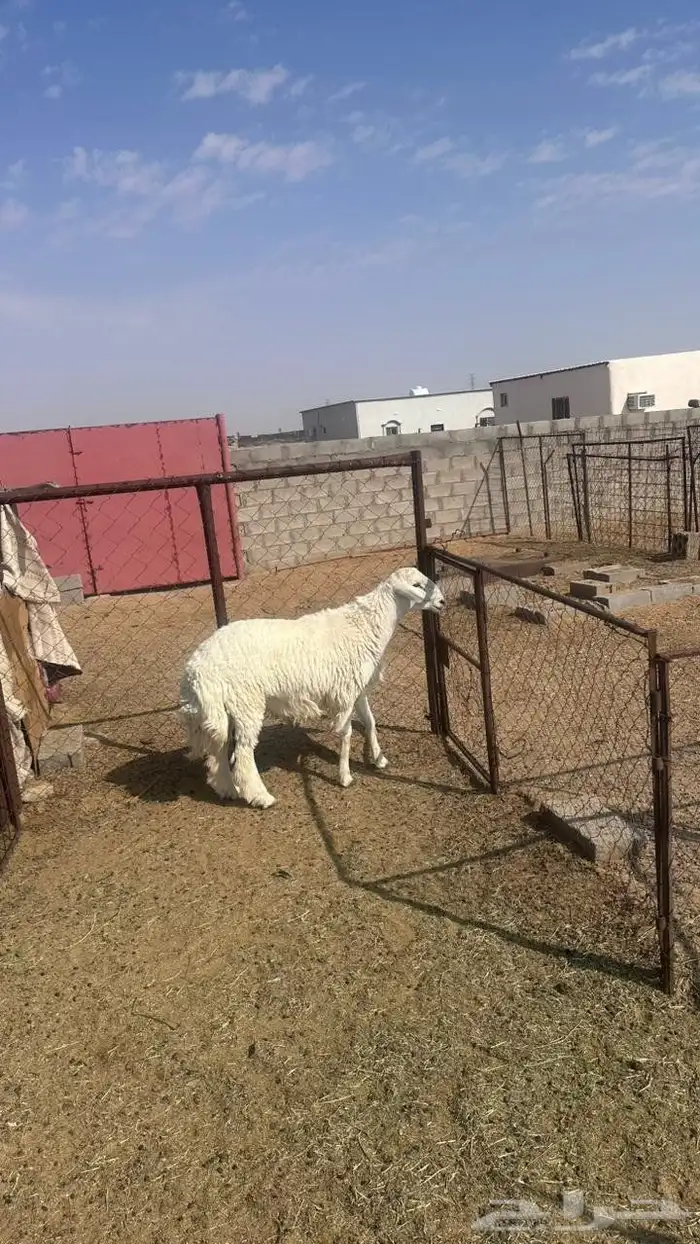 جذع حري للبيع 5