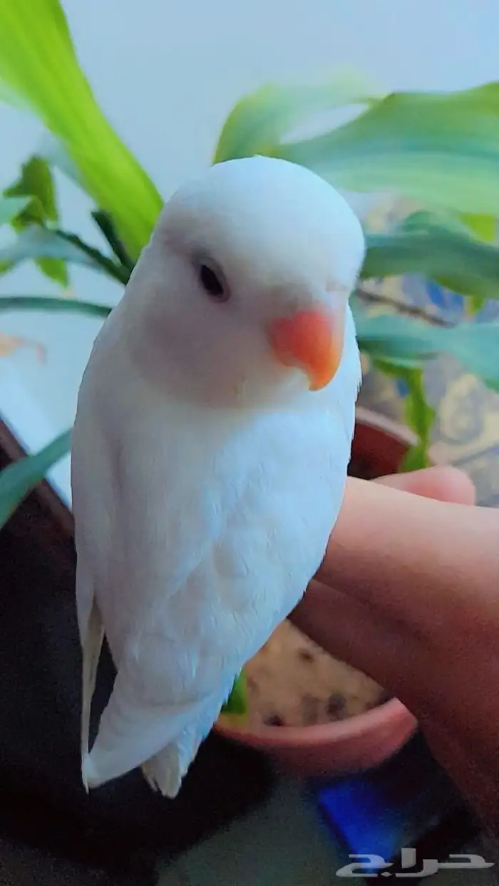 روز فروخ روز هدد نشبه 1