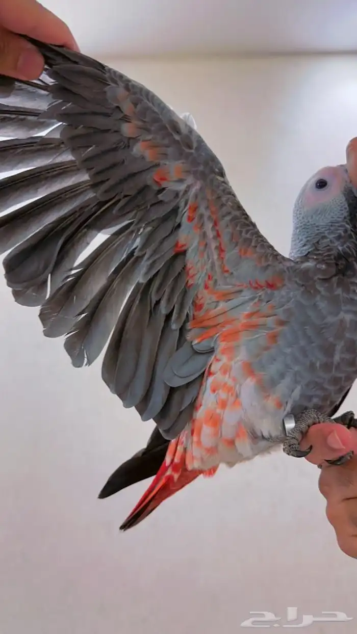 فرخ كاسكو طفره مره قويه((تم البيع)) 0