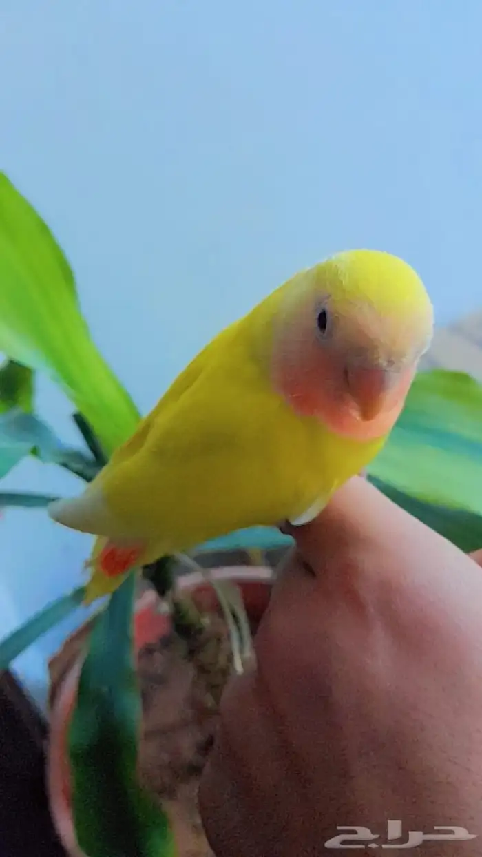 روز فروخ روز هدد نشبه 0