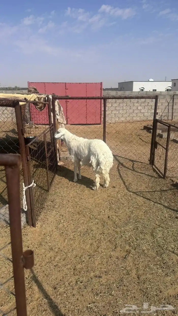 جذع حري للبيع 3