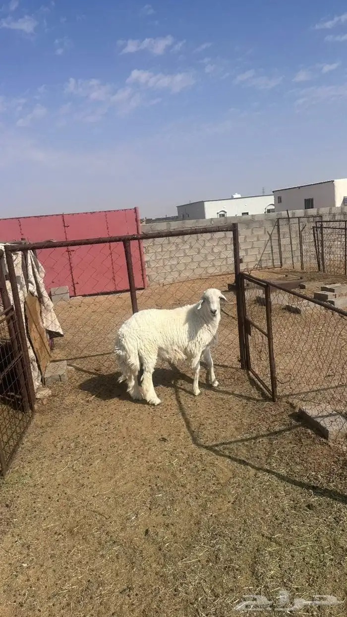 جذع حري للبيع 7