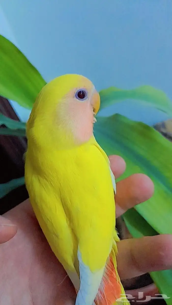 روز فروخ روز هدد نشبه 6