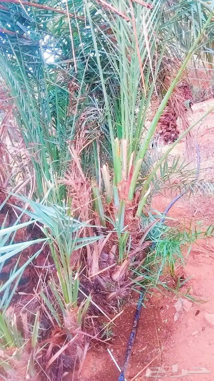 نخل وجثايث نخل القصيم سكري صقعي مجدول 3