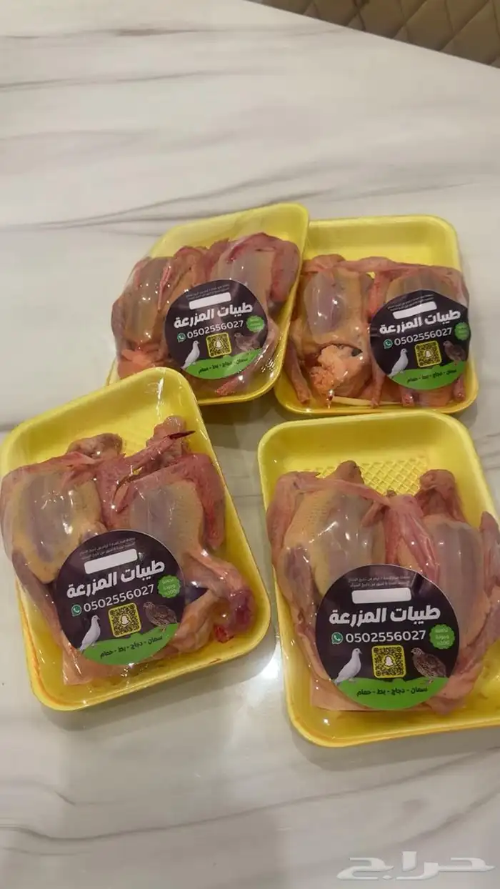 زغاليل وفروخ حمام فرنسي 5