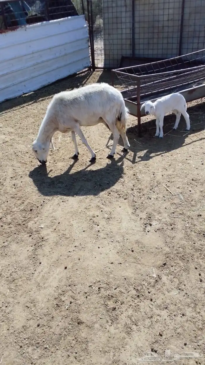 شاه خلفه معها رخل 1