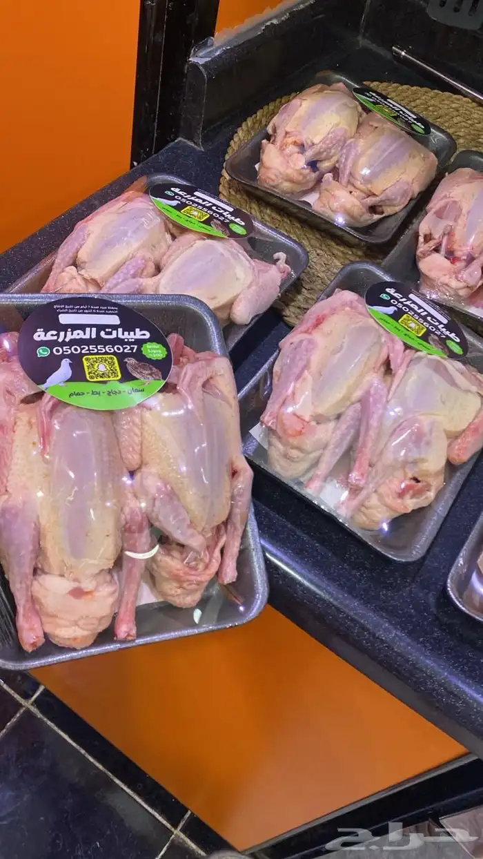 زغاليل وفروخ حمام فرنسي 2