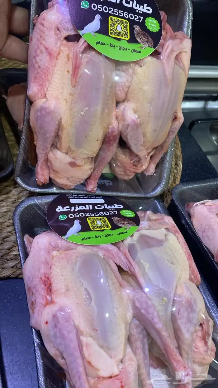 زغاليل وفروخ حمام فرنسي 3