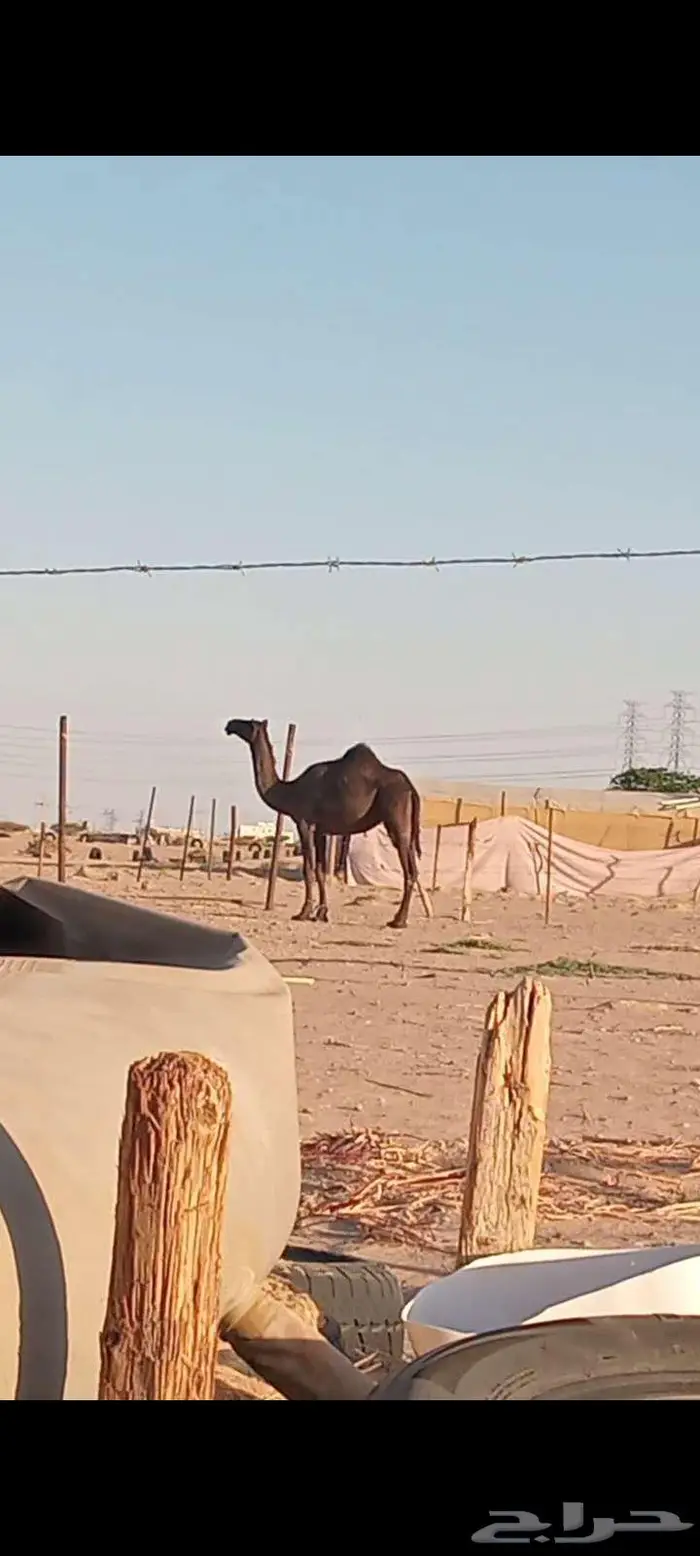 بكرة داخلة حقة 0