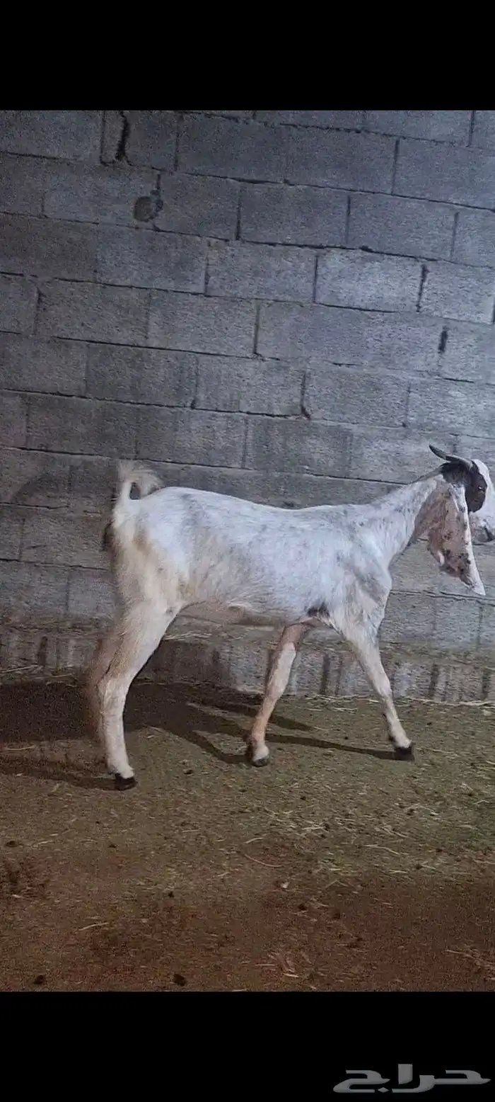 عرض بيع ماعز هولندي 5