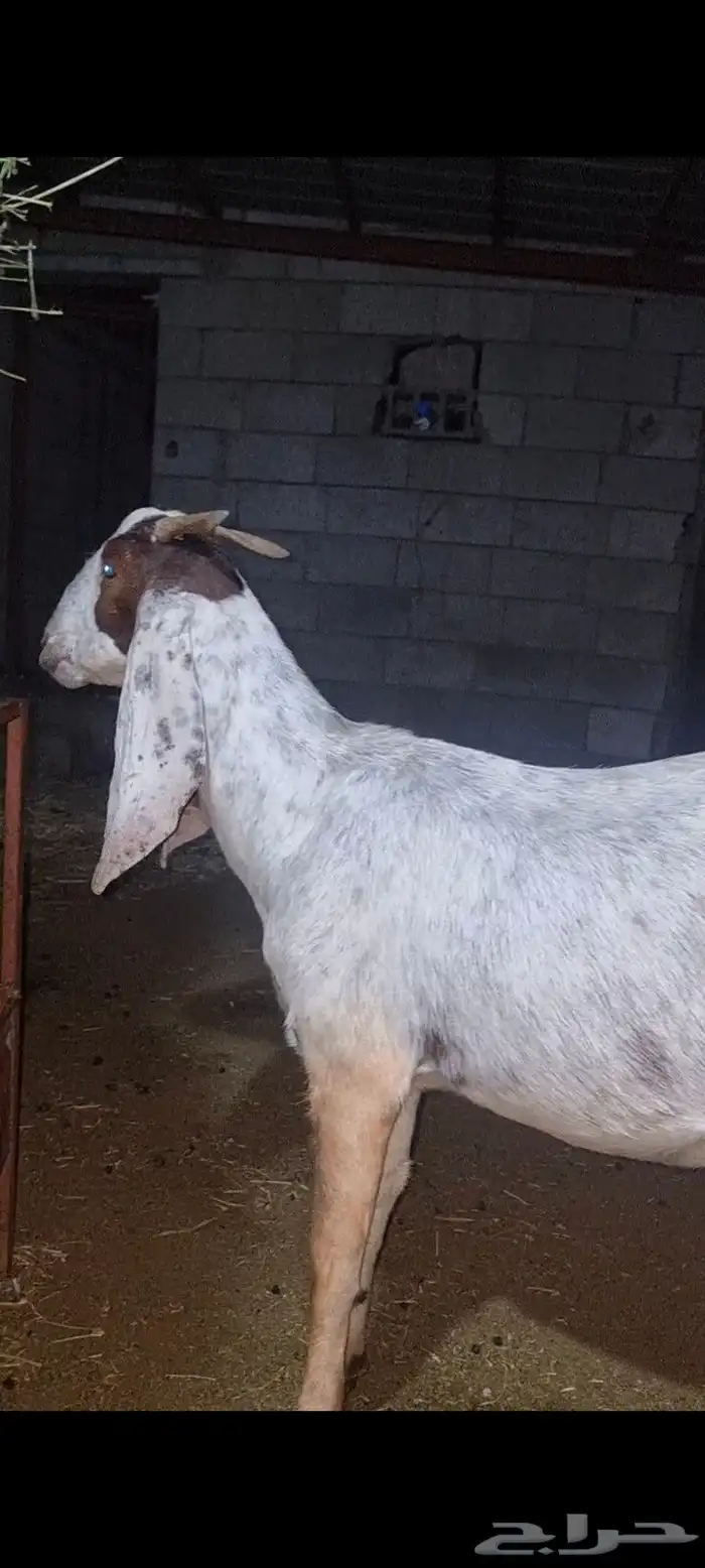 عرض بيع ماعز هولندي 7