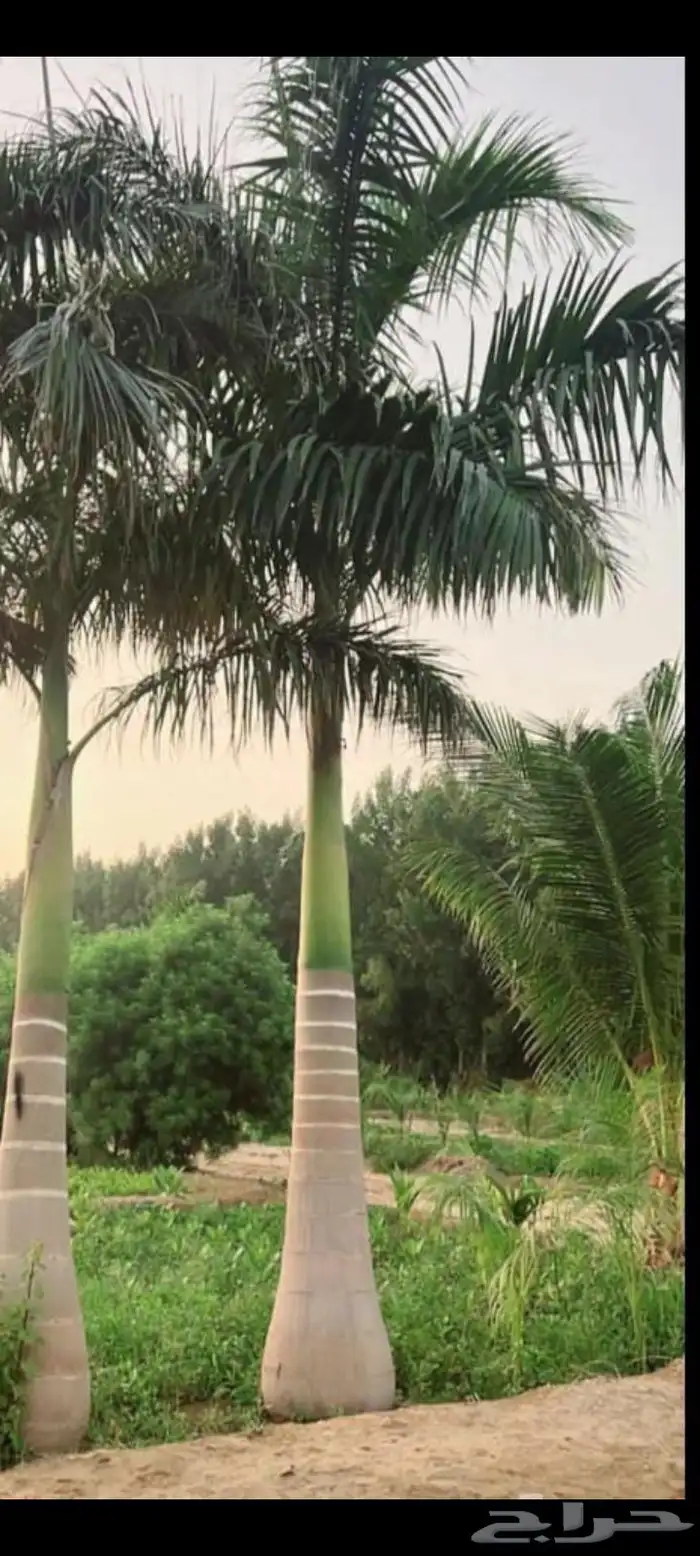 نخل ملوكي فاخر جده 1