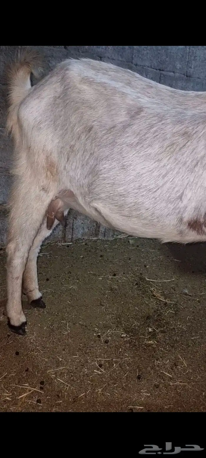 عرض بيع ماعز هولندي 6