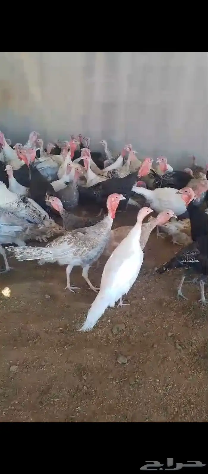 دجاج رومي قريب انتاج بامر الله 0