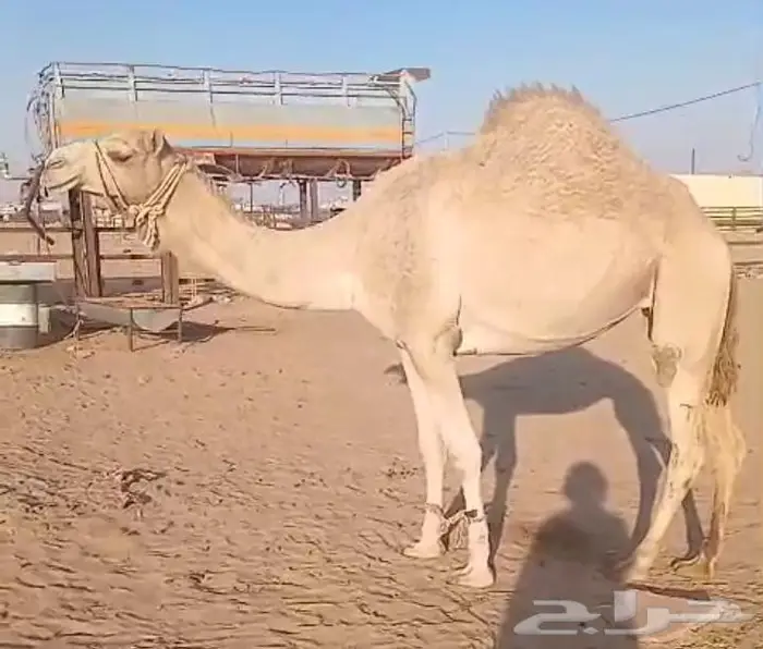 ابل وادي الدواسر 0