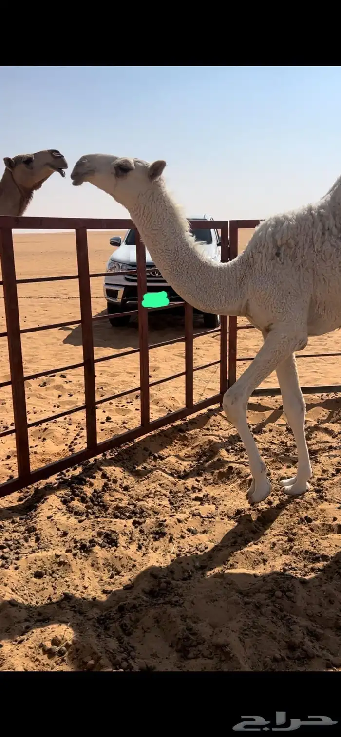 بكره رمانيه للبيع 0