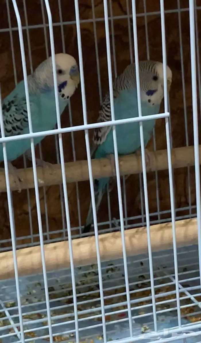 زوج بادجي (طيور حب) 0