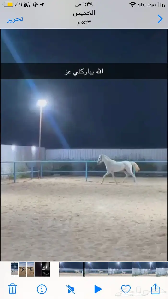 احصان جزيري للبيع 0