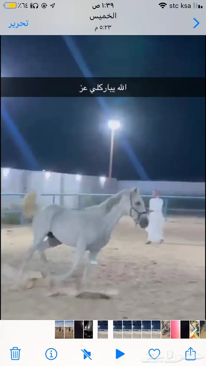 احصان جزيري للبيع 1