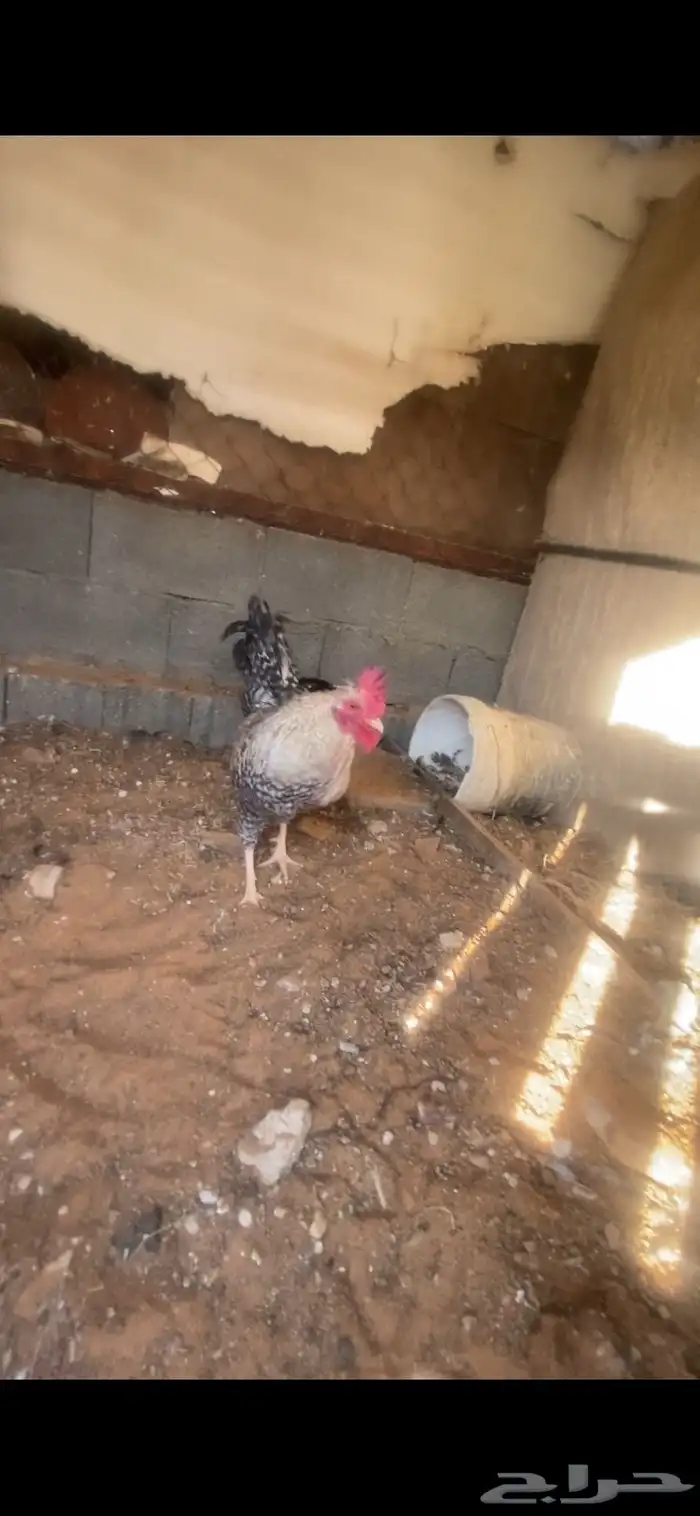 دجاج للبيع 3