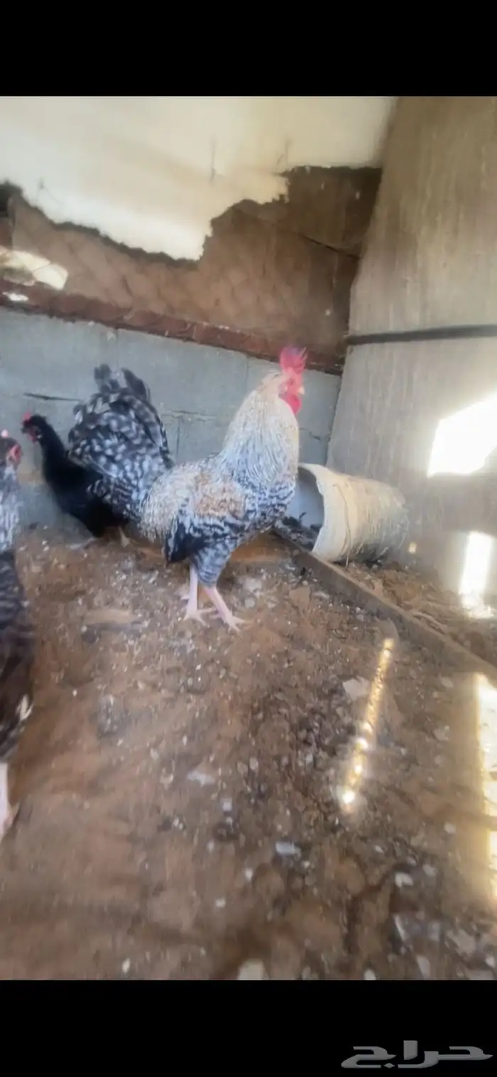 دجاج للبيع 1
