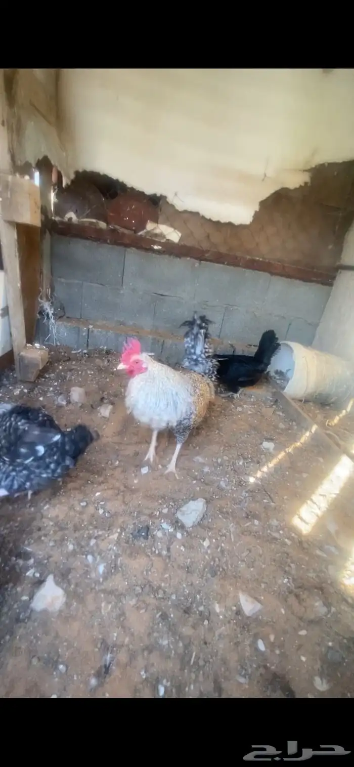دجاج للبيع 6