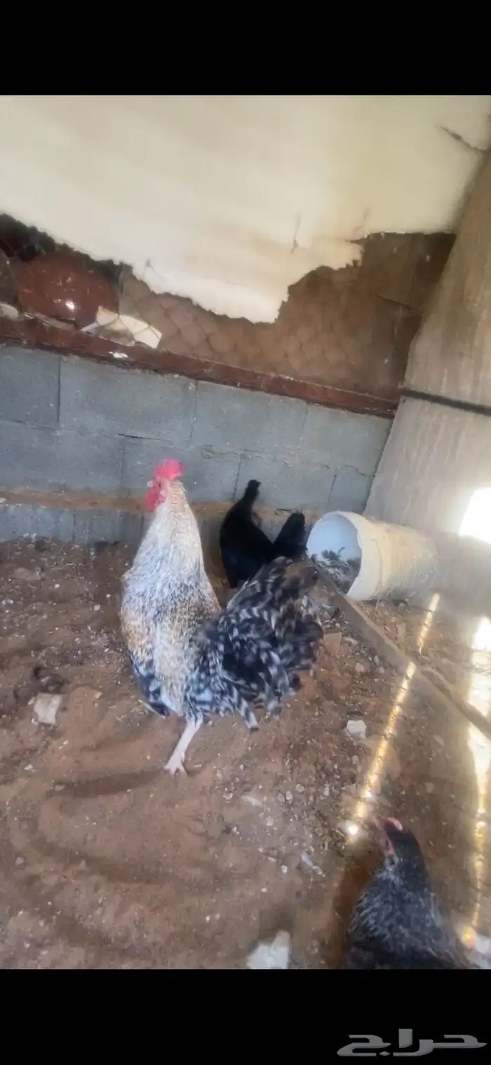 دجاج للبيع 5