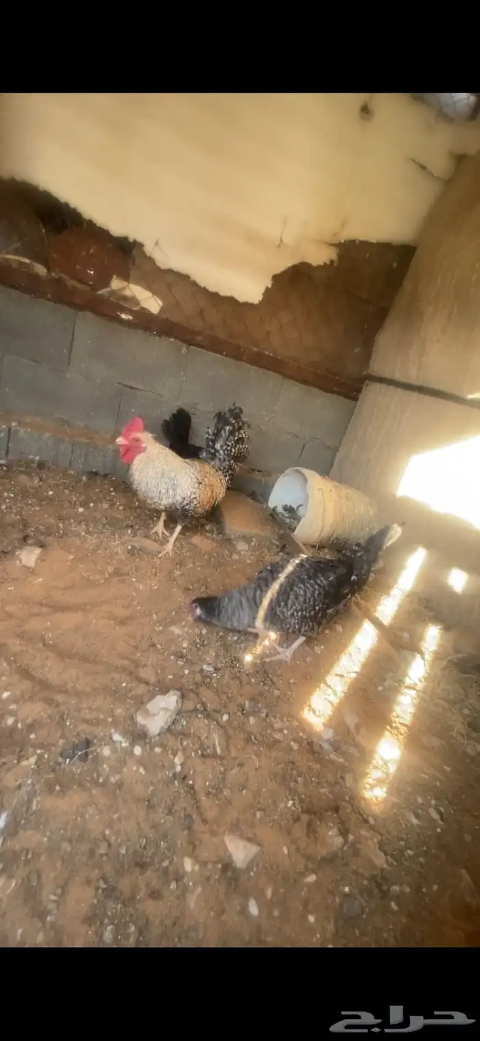 دجاج للبيع 4