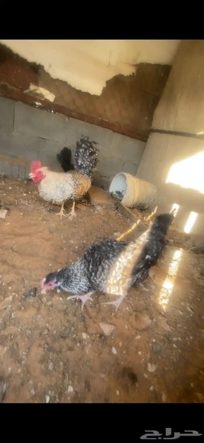 دجاج للبيع 0
