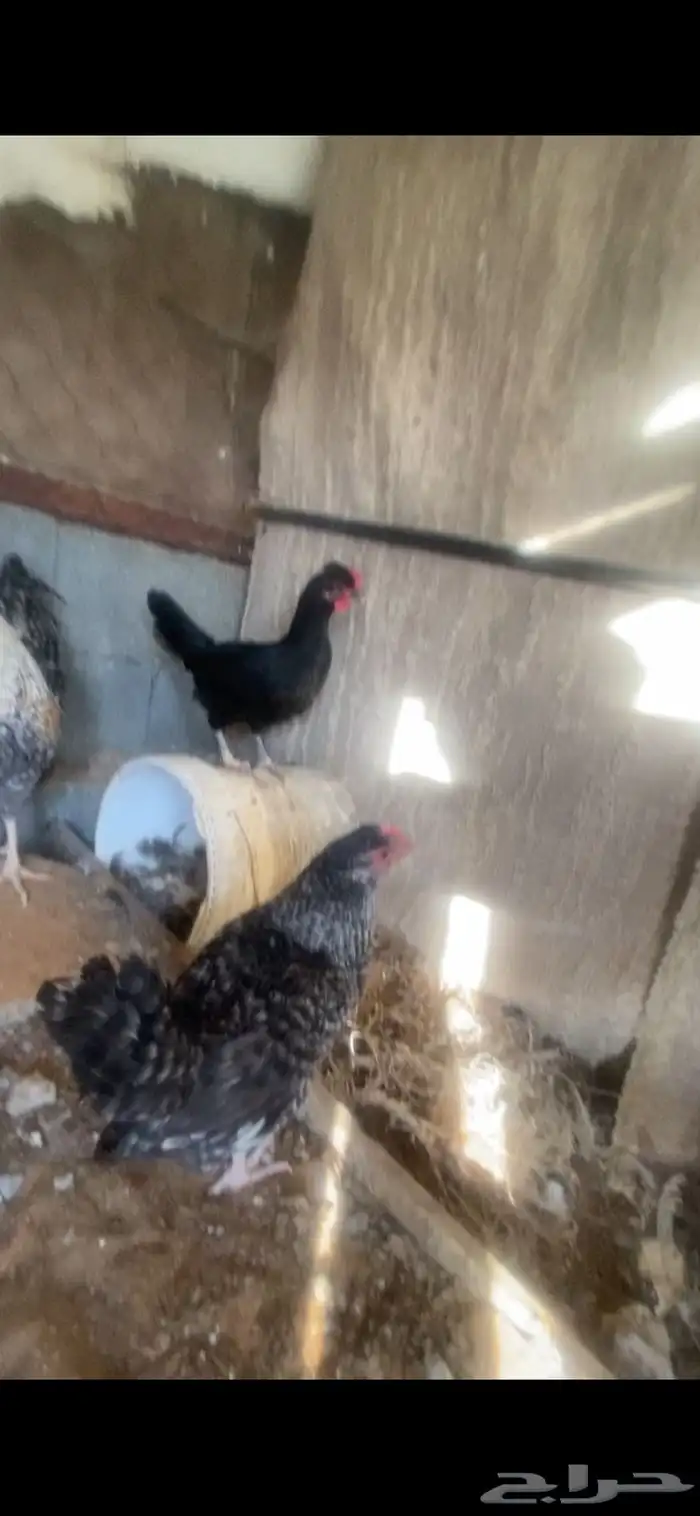 دجاج للبيع 2