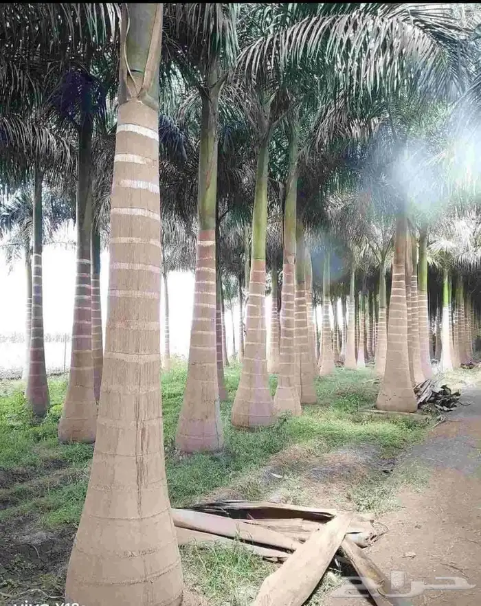 نخل ملوكي فاخر جده 0