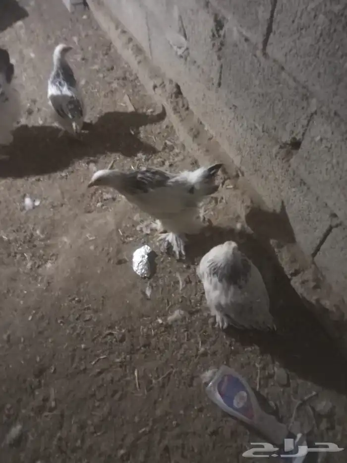 فروخ براهما كولمبي صافي اساس خوارج 1