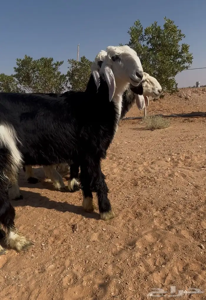 رخال العدد 4 2