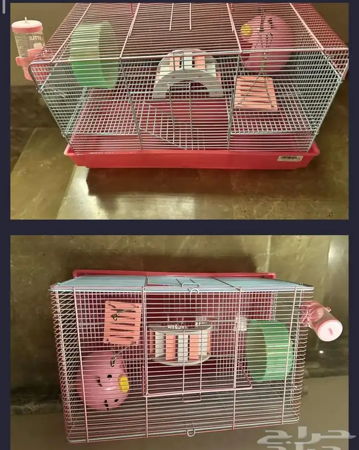 هامستر ونتر وايت الدبدوب للبيع 2