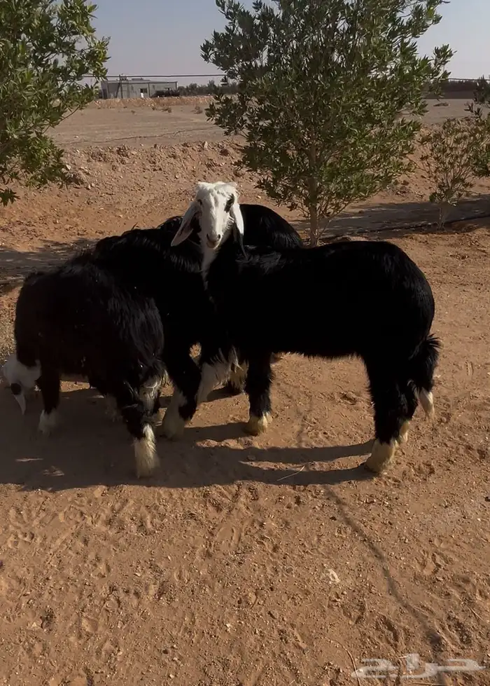 رخال العدد 4 1