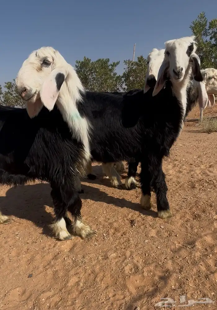 رخال العدد 4 3