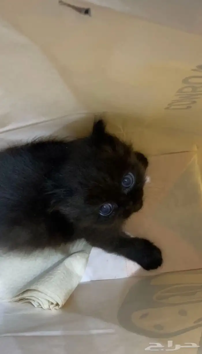 قطط كيتن للبيع من أب وأم شيرازيين 0