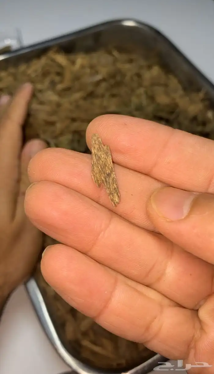 عود بخور كلمنتان 1