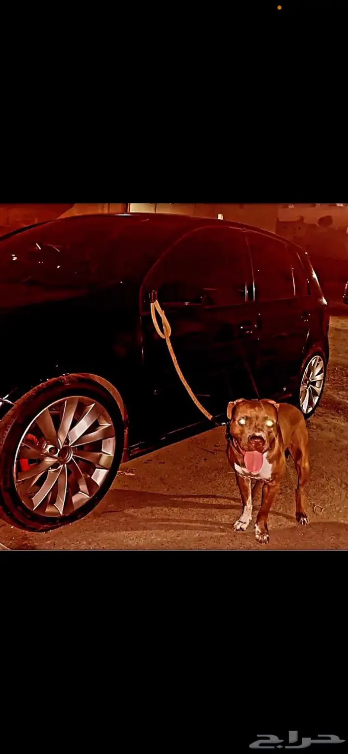 Pitbull red nose for sale 0