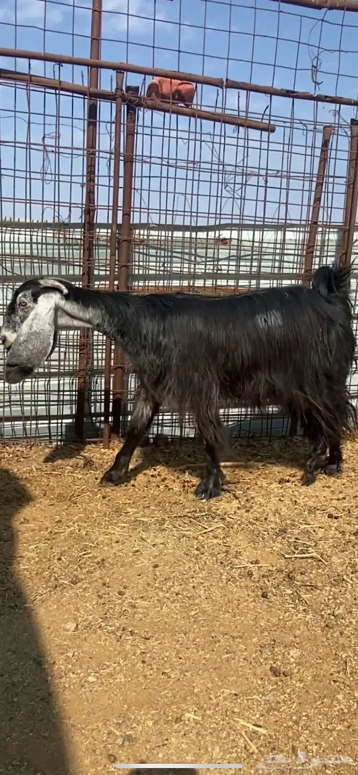 جفرة والد ( تم البيييع ) 7