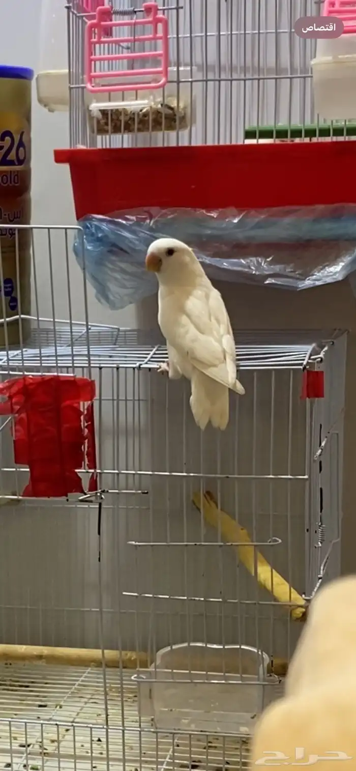 روز أليف وهدد 0