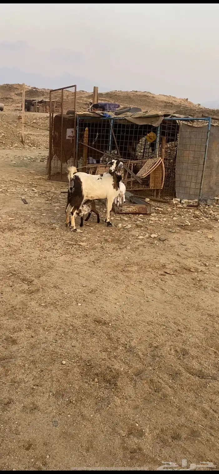 معزا خلفات متاويم 2