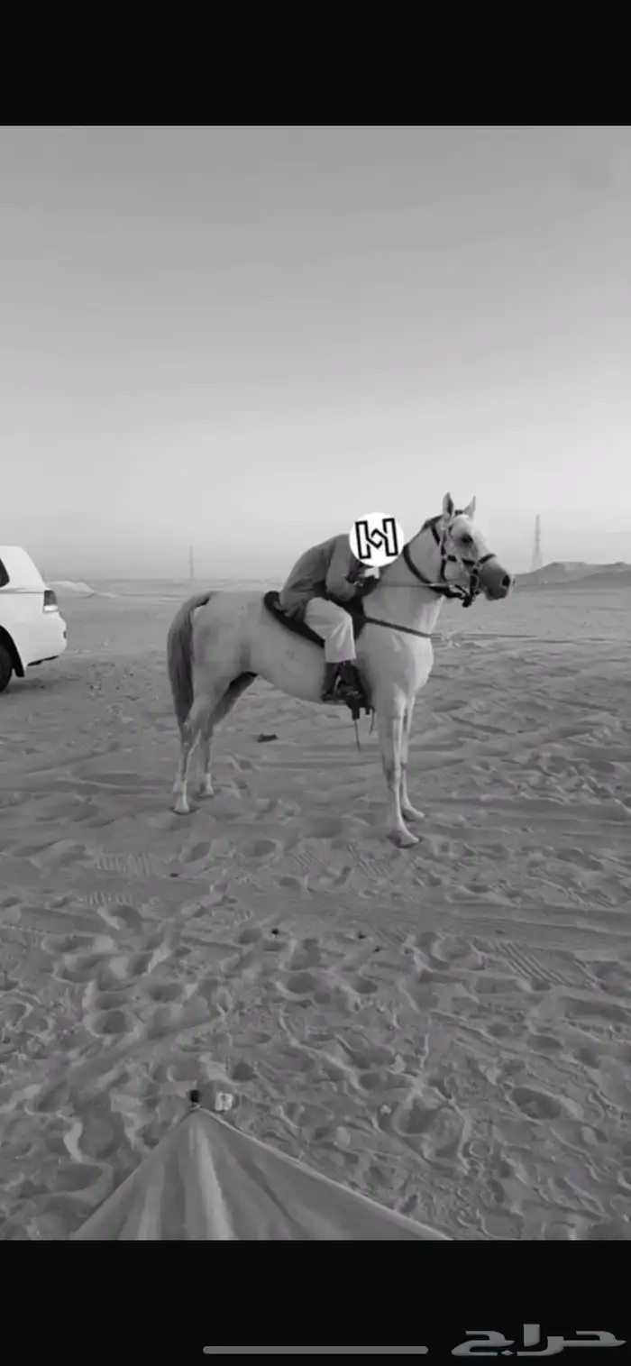 حصان شعبي كفو . 0