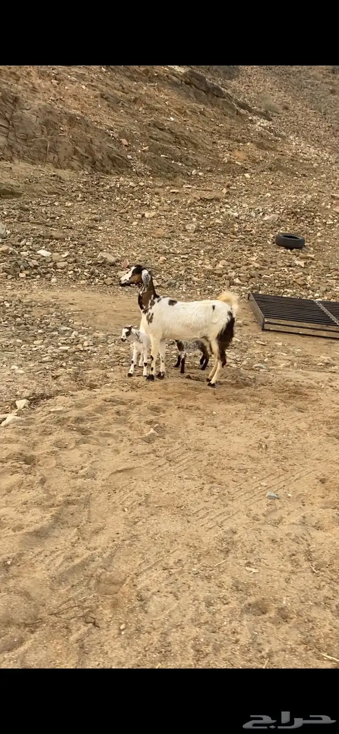 معزا خلفات متاويم 1