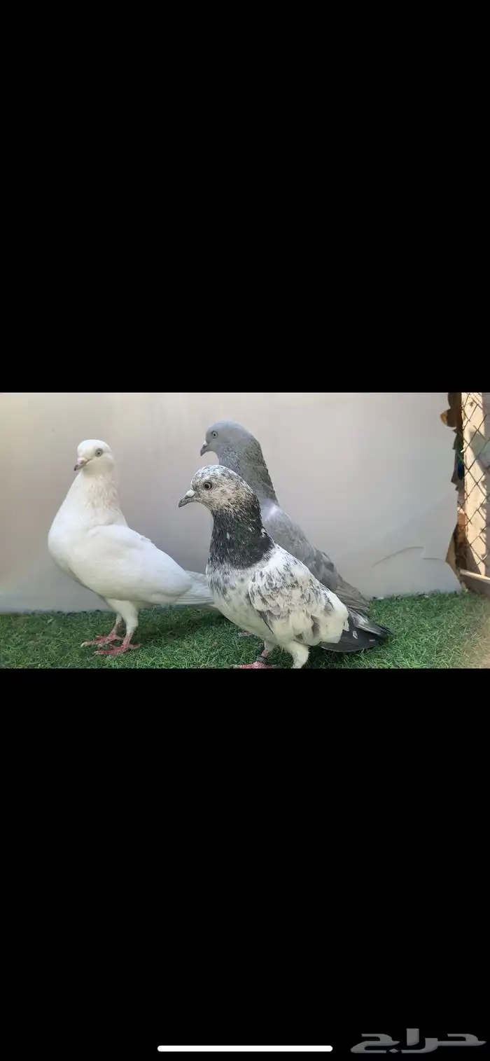 ثلاثه فردات حمام باكستاني 0