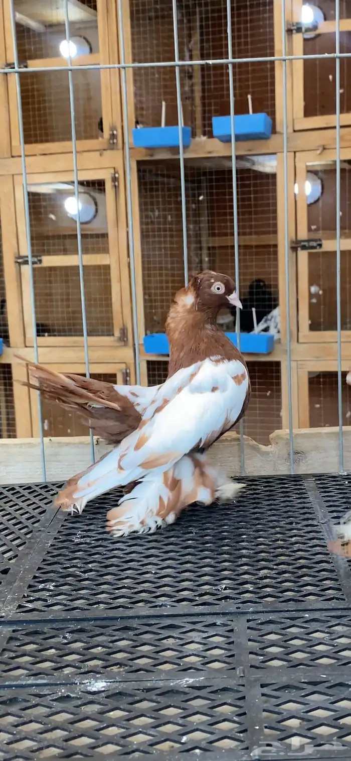 (( زوج كرنقو وايت سايد مميز )) 1