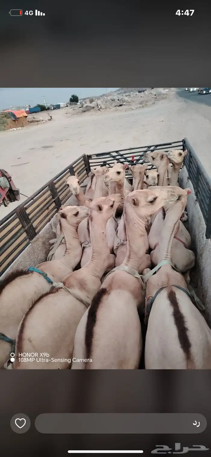 يوجد قعدان بلدي ومستارد بسعر مناسب 1