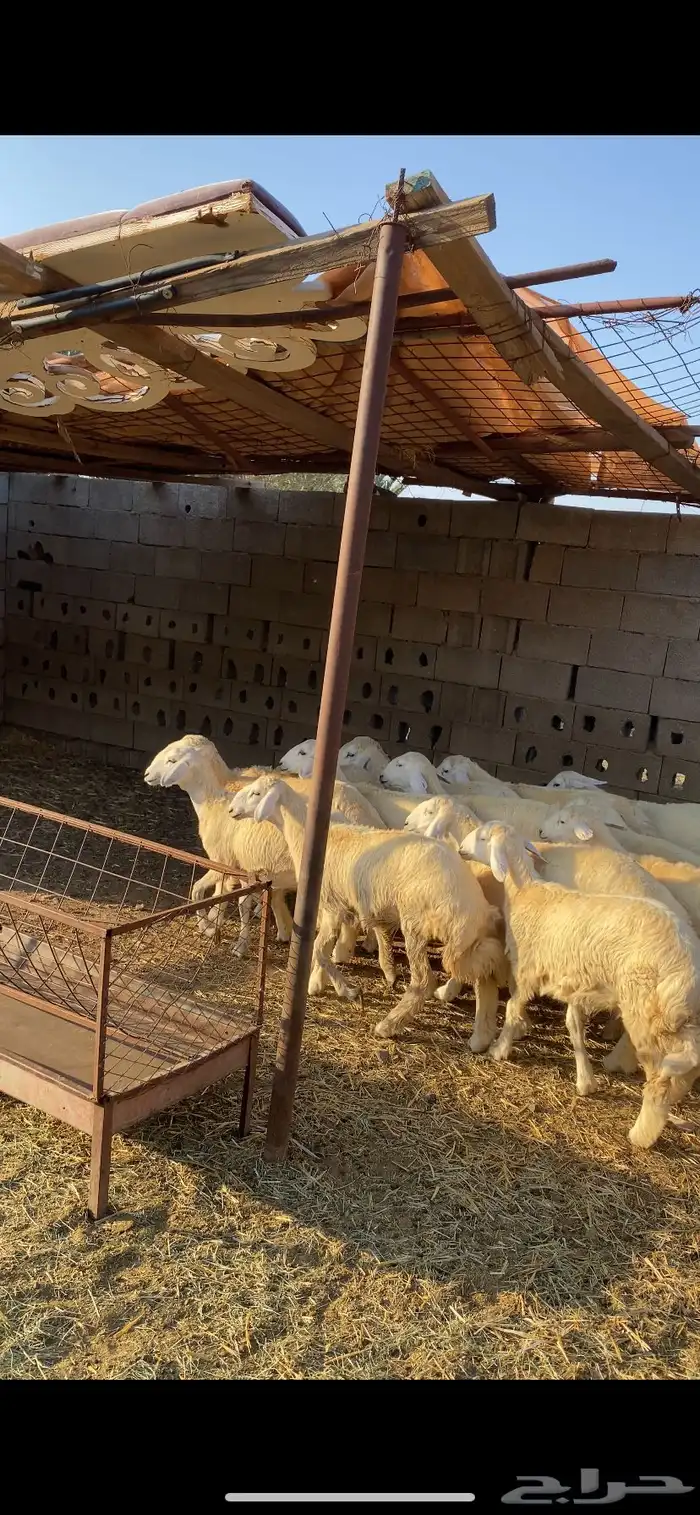 ارخال للبيع 0